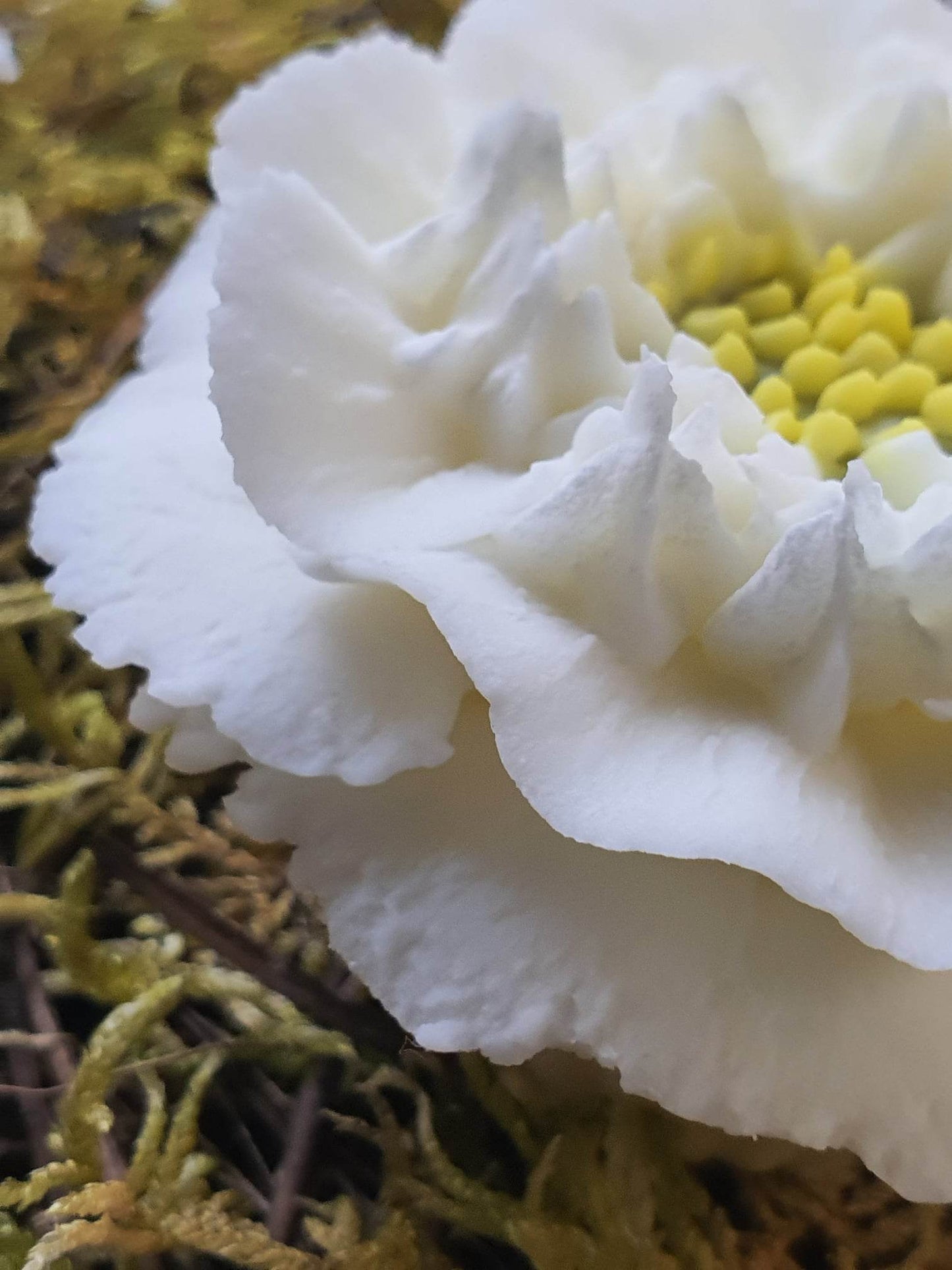 Bougie Zinnia blanche