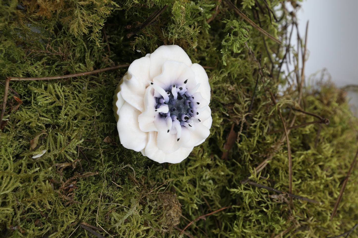 Fondant Anemone