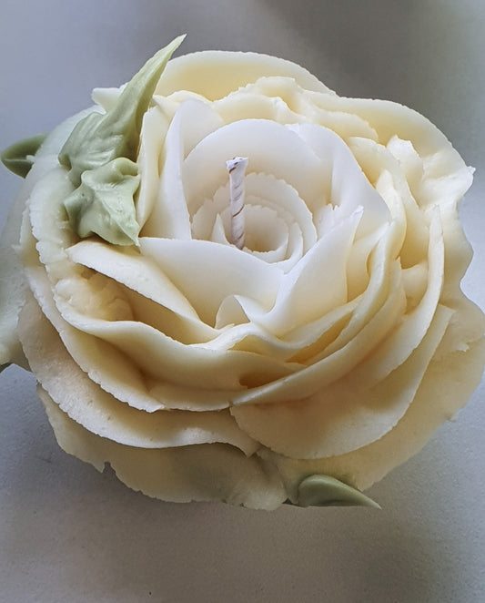 Rose crème à deux teintes