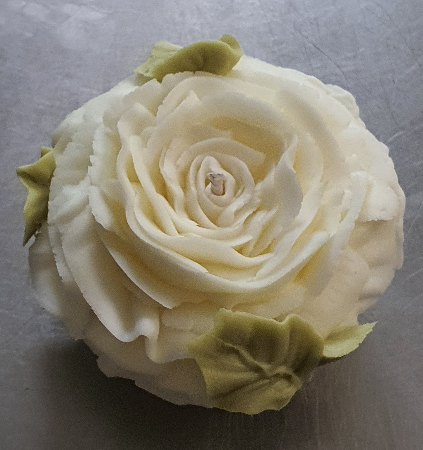 Rose crème à deux teintes